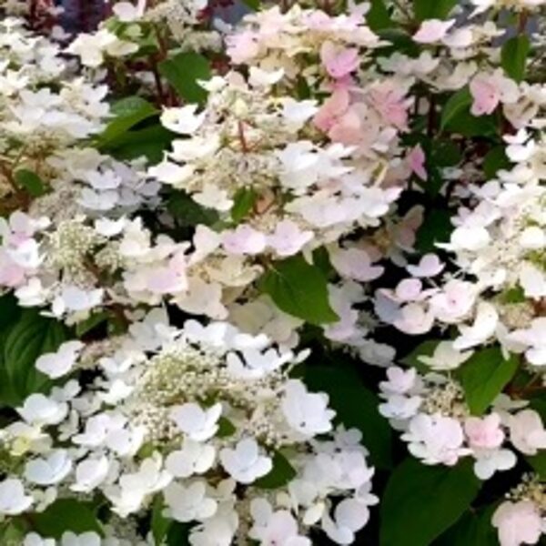 Išparduota/Hortenzija šluotelinė Living Touch Of Pink