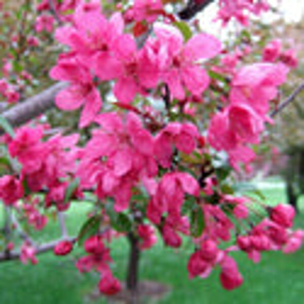 Rojaus obelis Makoviecki