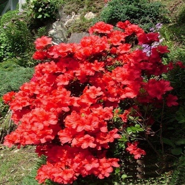 Azalija  Japoninė 'Maruschka'