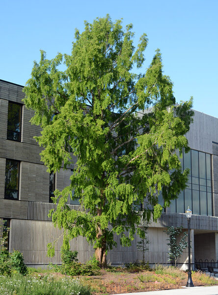 Metasekvoja tikroji-Metasequoia glyptostroboides