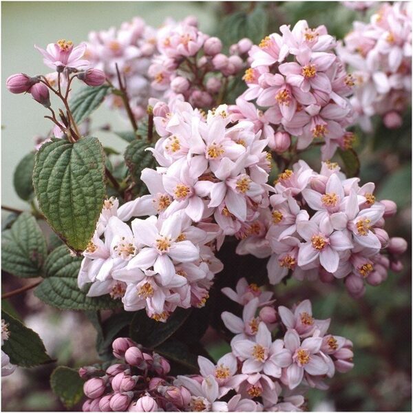 (Radastas) Deucija hibridinė 'Mont Rose'  ružava