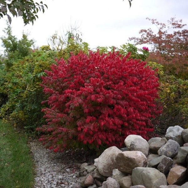 Ožekšnis sparnuotasis (Euonymus alatus) ...