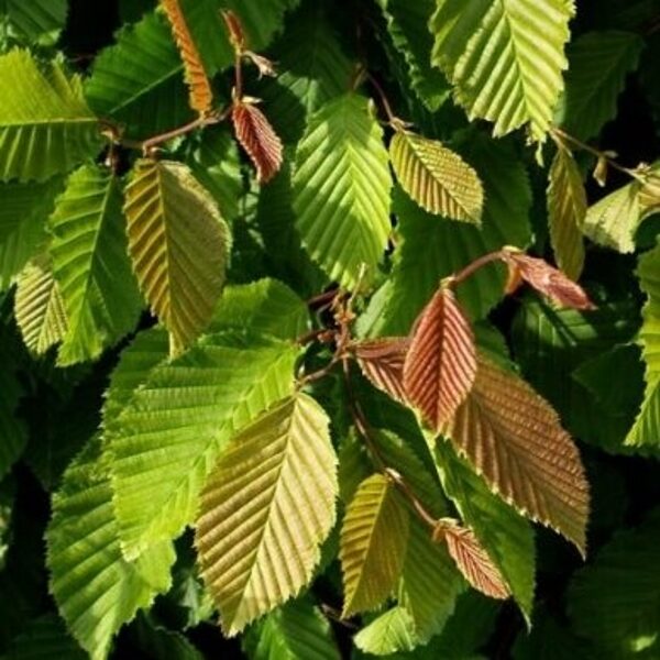 Skroblas paprastas-carpinus betulus