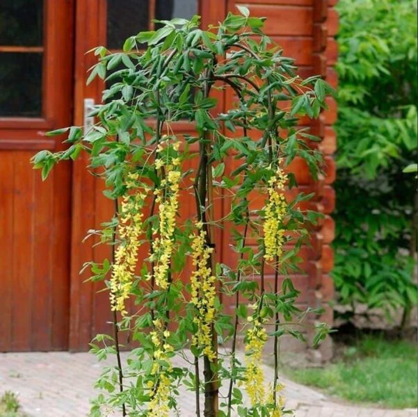 Pupmedis-Laburnum "PENDULA"