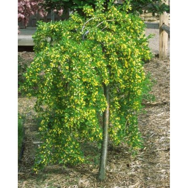 Caragana arborescens"PENDULA"