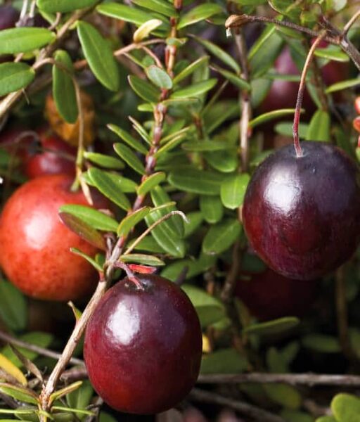 Spanguolė "PRILGRIM"