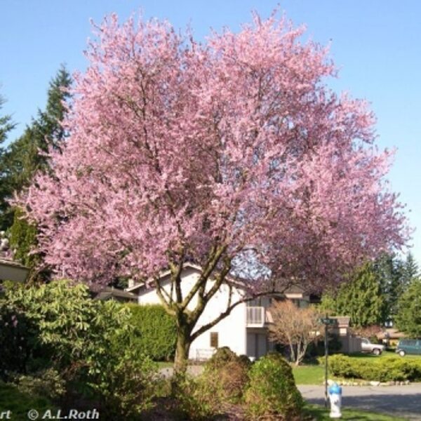 Sliva-Prunus cerasifera"PISARDII"