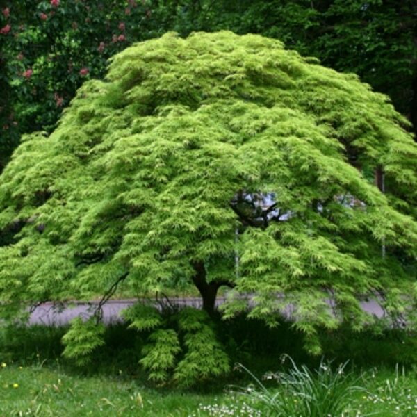 Klevas Plaštakinis-Acer palmatum