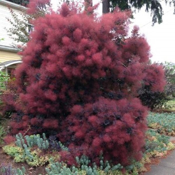 PUKENIS Royal Purple  COTINUS