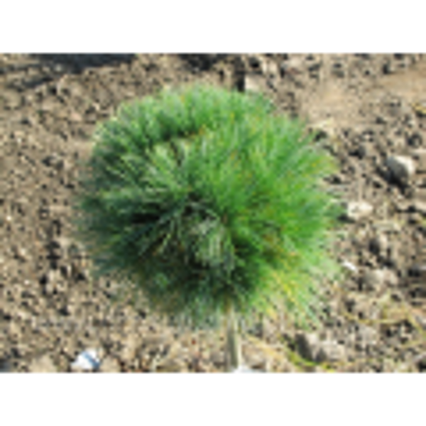 Pušis veimutinė ( pinus strobus) “Greg”,"Low Glow","Varela"