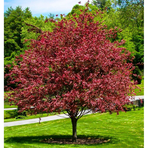 BUKAS paprastasis-Fagus sylvatica