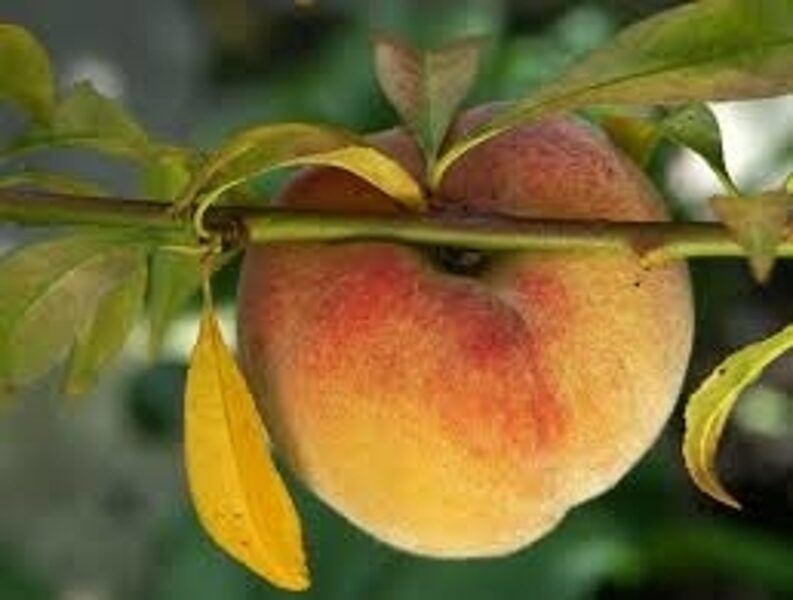 Pertikas Sočnaja  Fruteria-savidulkis