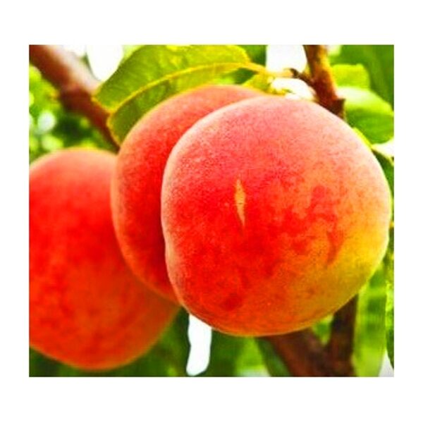 Persikas Rosyjskij savidulkis