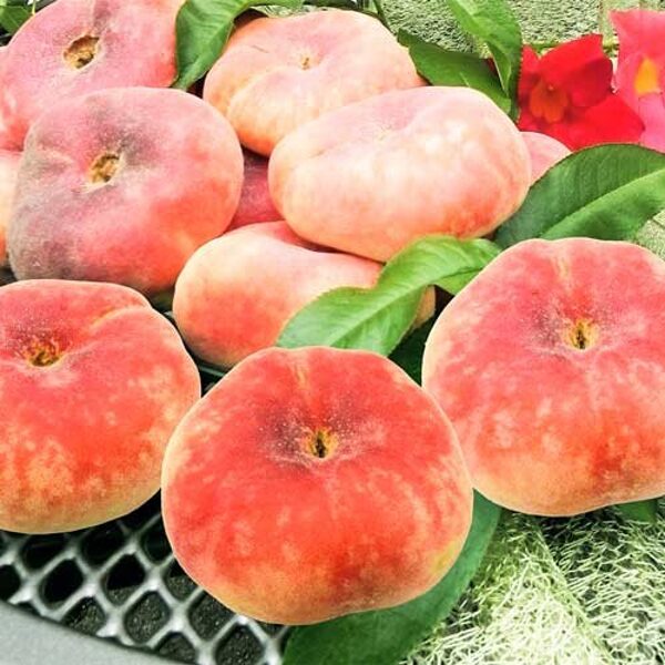 Plokščiavaisis Persikas “Saturn”