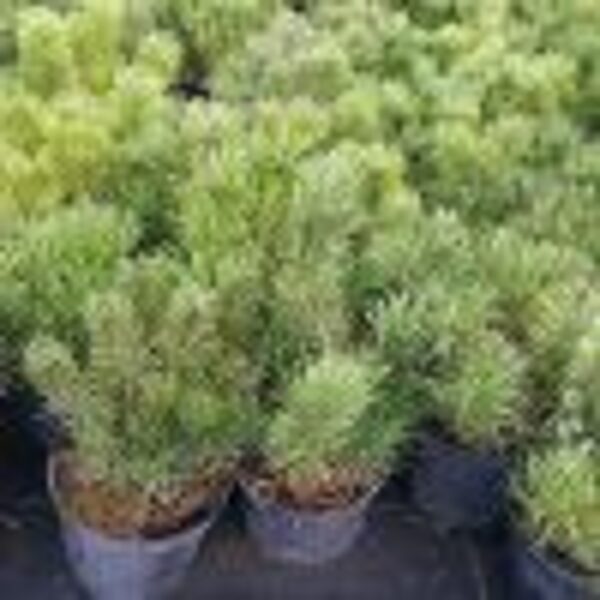 Pušis kalninė (Pinus mugo)