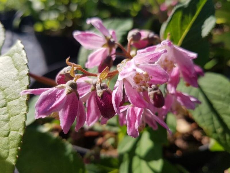 Radastas Gausiažiedis ‘Strawberry Fields’ Deutzia Rožinė