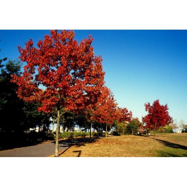 Ąžuolas Raudonlapis  "RUBRA" ( LOT. QUERCUS RUBRA)