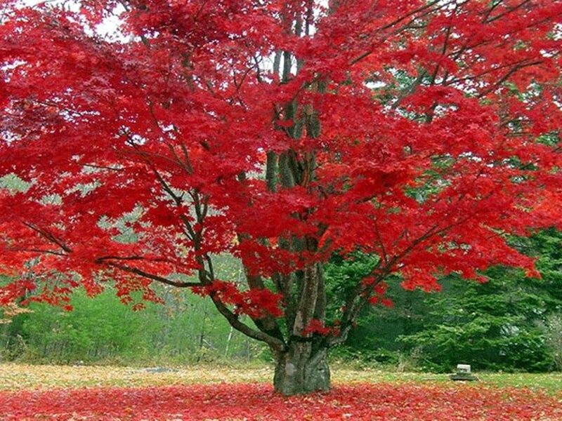 Klevas Raudonlapis-rubrum