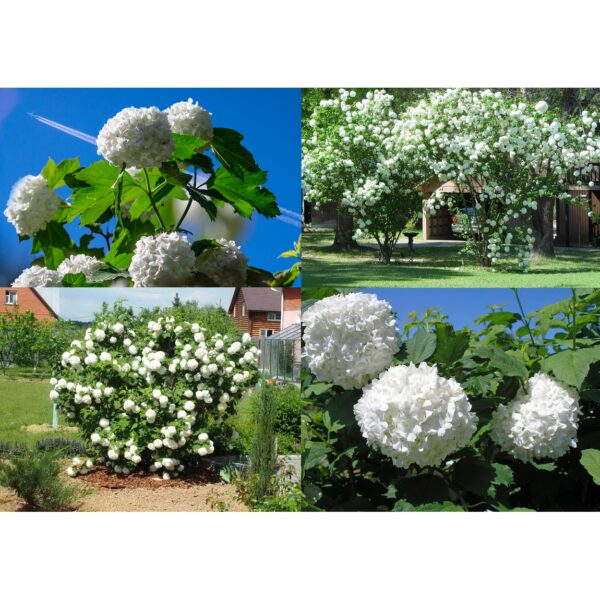 Putinas skiepytas (Viburnum opulus) 'ROSEUM'