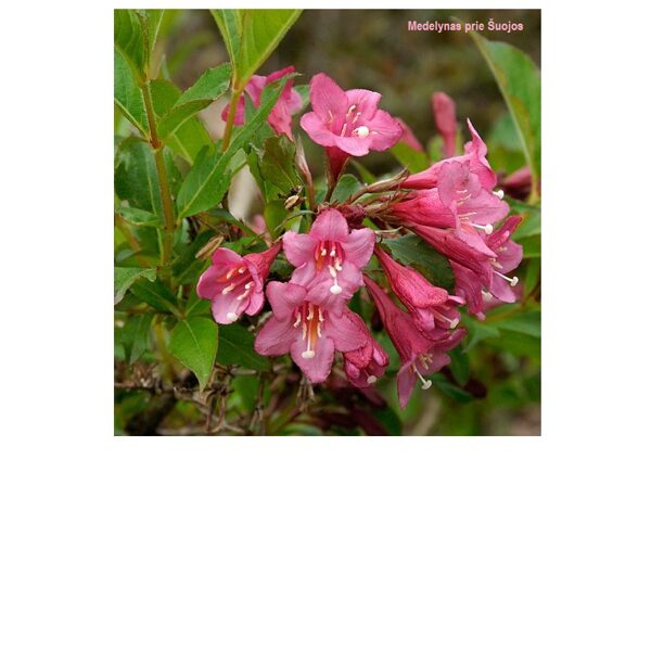 VEIGELĖ ANKSTYVOJI 'RUMBA'