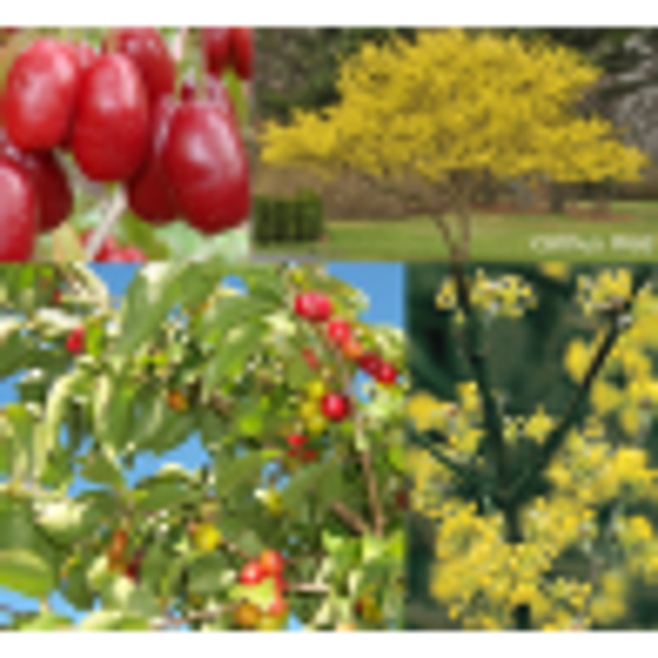 Sedula geltonžiedė (lot. Cornus mas)