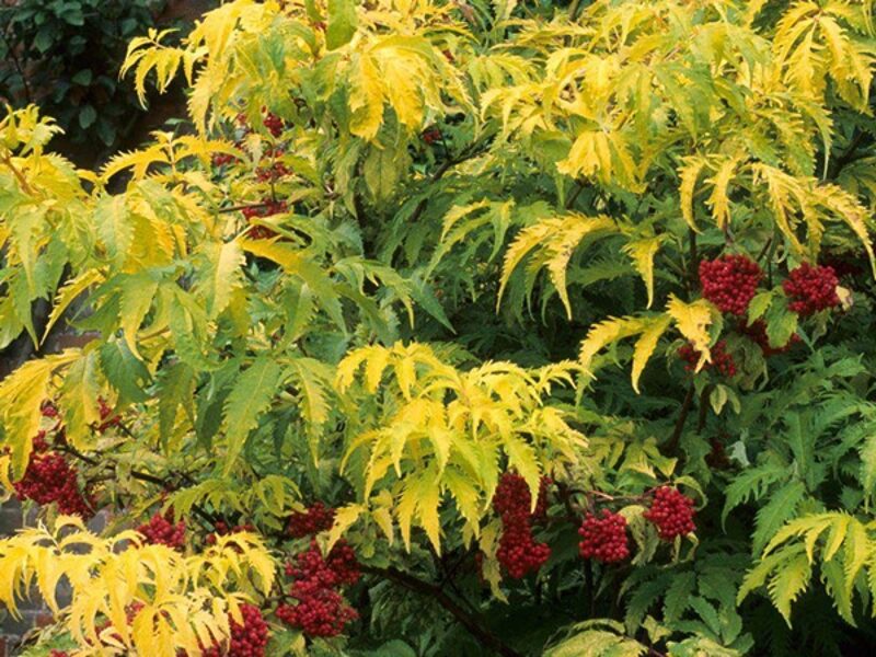 Šeivamedis Raudonuogis - Sambucus racemosa PLUMOSA AUREA