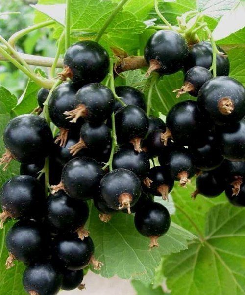 Juodasis serbentas "TIBEN"