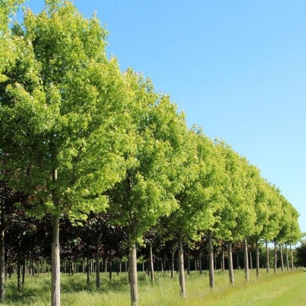 Klevas sidabrinis-Acer saccharinum