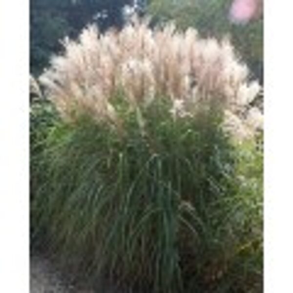 Miskantas kininis (Miscanthus sinensis),,Silberfeder“