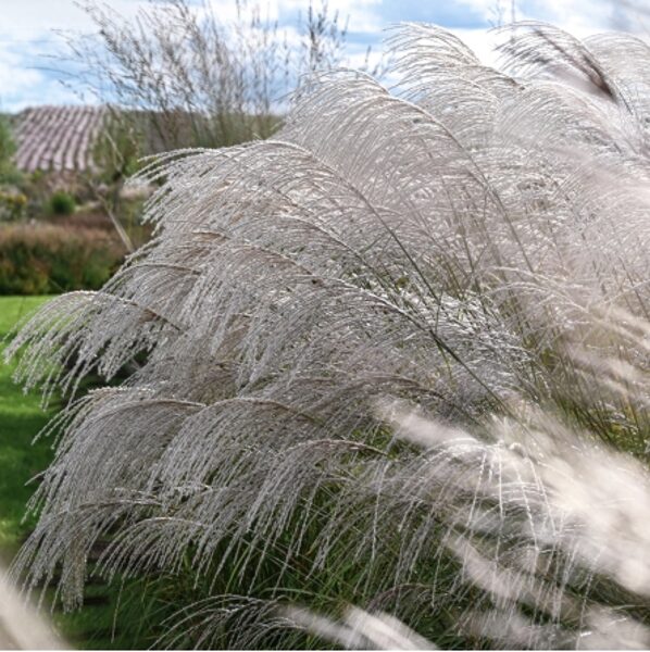 Išparduotas/Miscanthus sinensis 'Silver Charm'