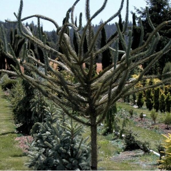 Eglė engelmannii "Snake"