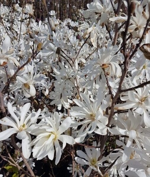 Magnolija STELLATA Žvaigždėtoji magnolija