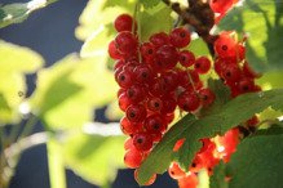 Serbentai  "Jonkhee van Tets Ribes r"