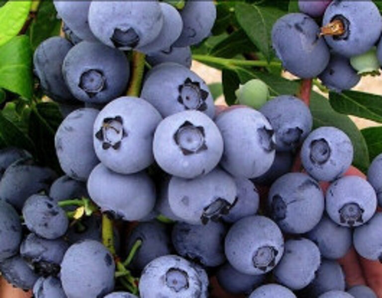 Šilauogė "DUKE" C1,5L 2eur 3L 6eur 5L 8eur ankstyvoji