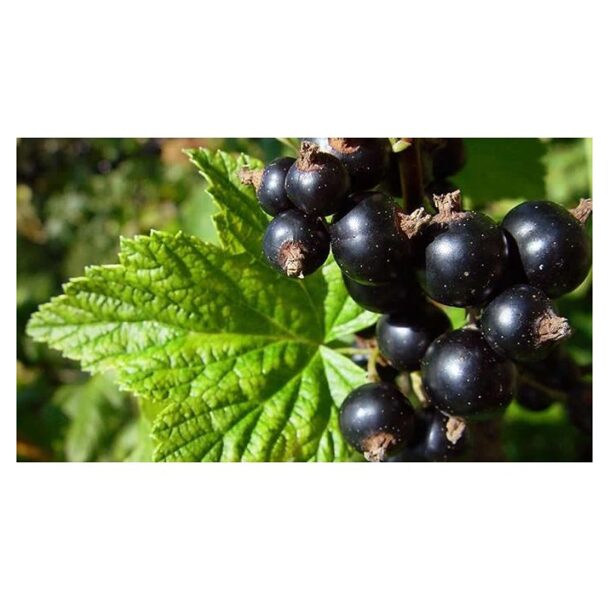 Serbentas juodasis"TIHOPE"