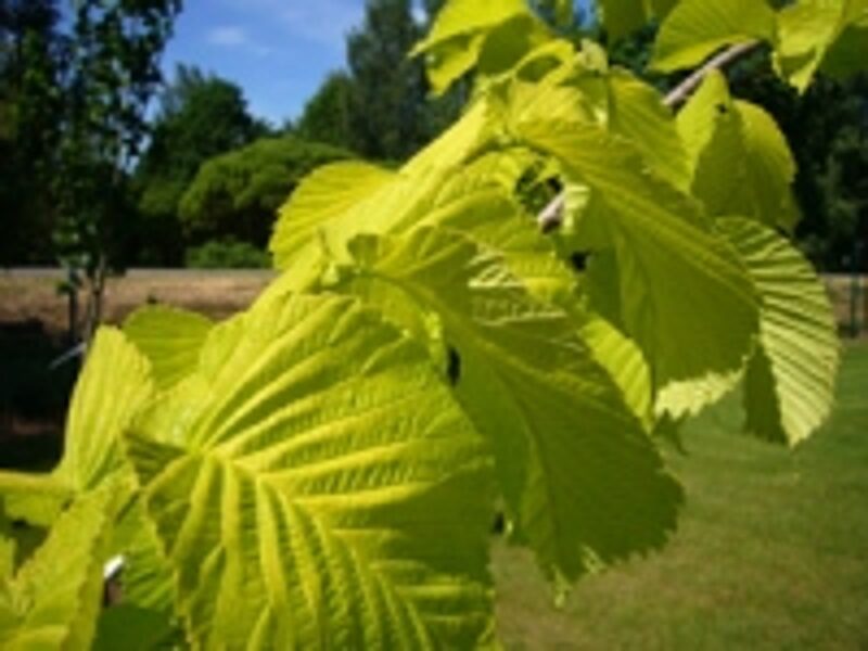 Guoba-Ulmus minor "Variegata"