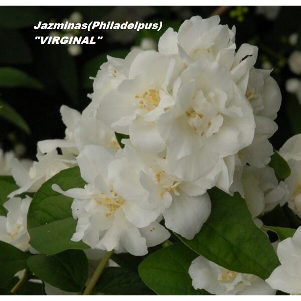 JAZMINAS(Phyladelpus) "Virginal"