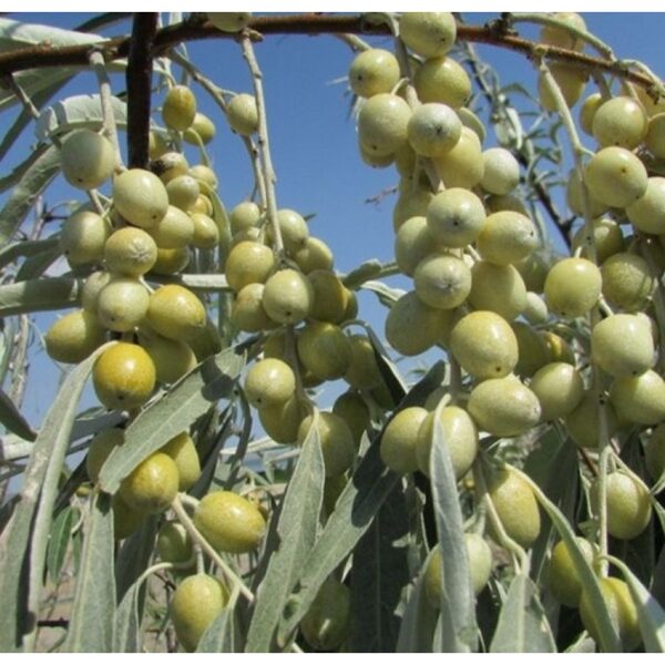 Žilakrūmis siauralapis (Elaeagnus angustifolia)