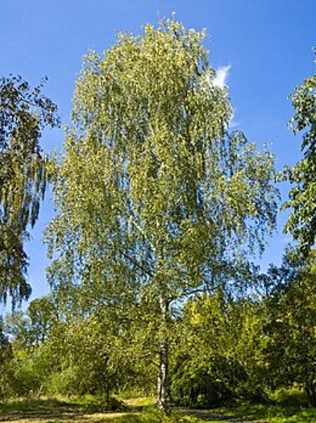 Beržas karpotasis (Betula pendula)