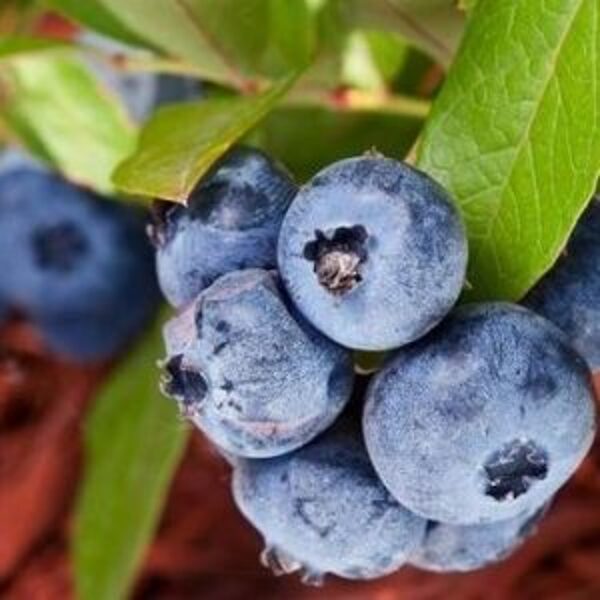 Šilauofė "CHANDLER" C1,5L vazone