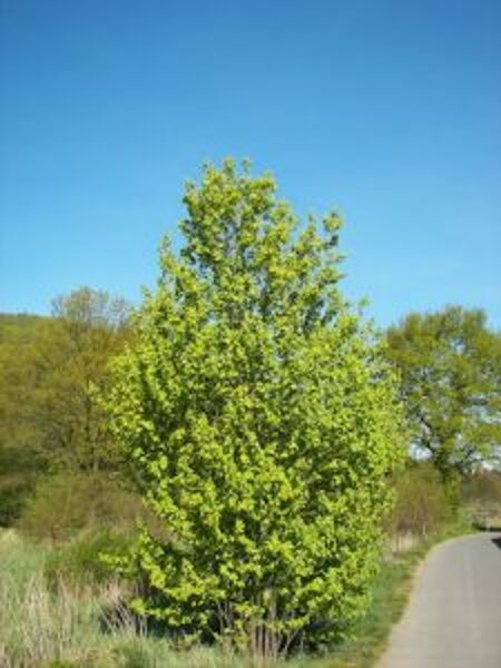 KLEVAS-compestre-trakinis