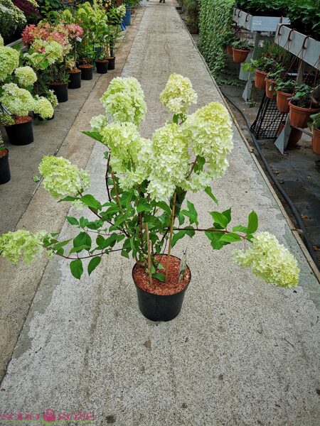 Hortenzija 'DIAMANTINO'