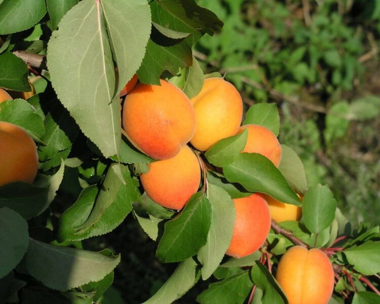 Abrikosas Early Orange savidulkis