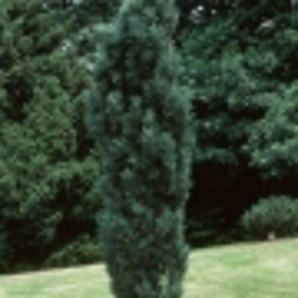 Pušis paprastoji FASTIGIATA