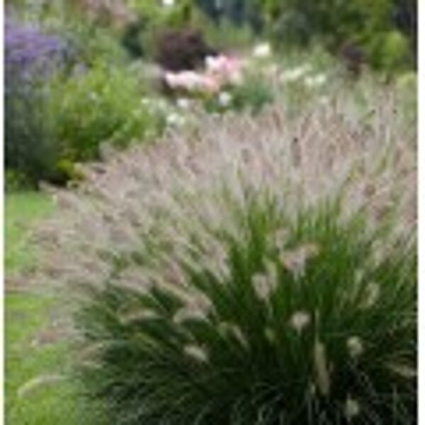 Suruolė Pennisetum  alopecuroides „Hameln