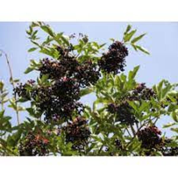 JUODUOGIS ŠEIVAMEDIS - SAMBUCUS NIGRA HASCHBERG