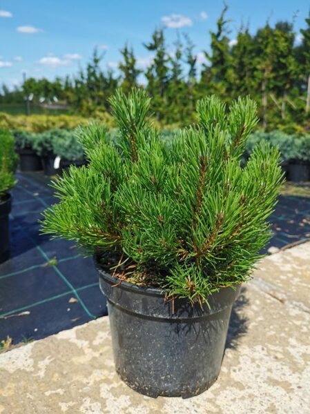 Kalninė pušis ,,Mughus“