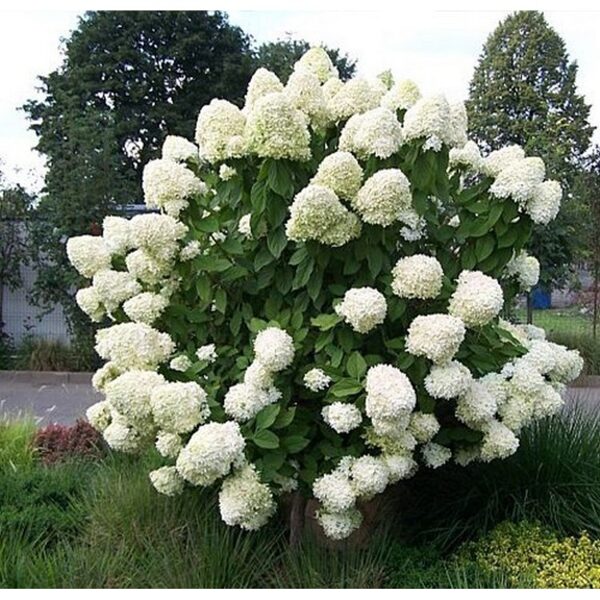 Šluotelinė Limelight