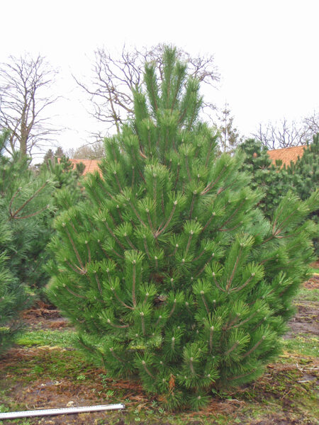 Juodoji pušis (pinus nigra austriaca)