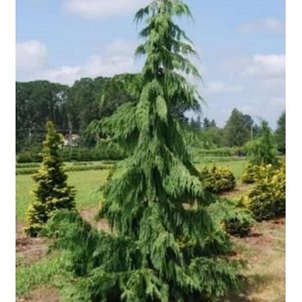 Išparduota/Puskiparisis Nutkinis Pendula